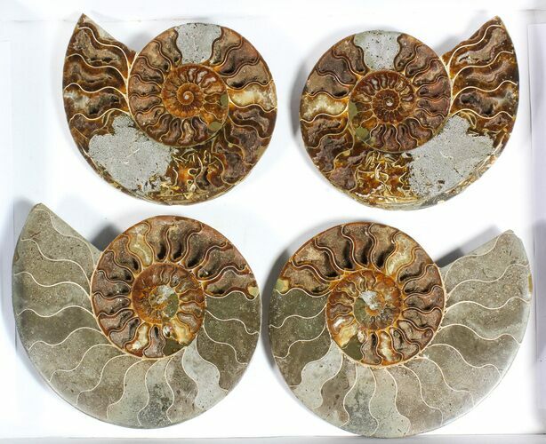 Lot: to Cut Ammonite Pairs (Grade B/C) - Pairs #77332